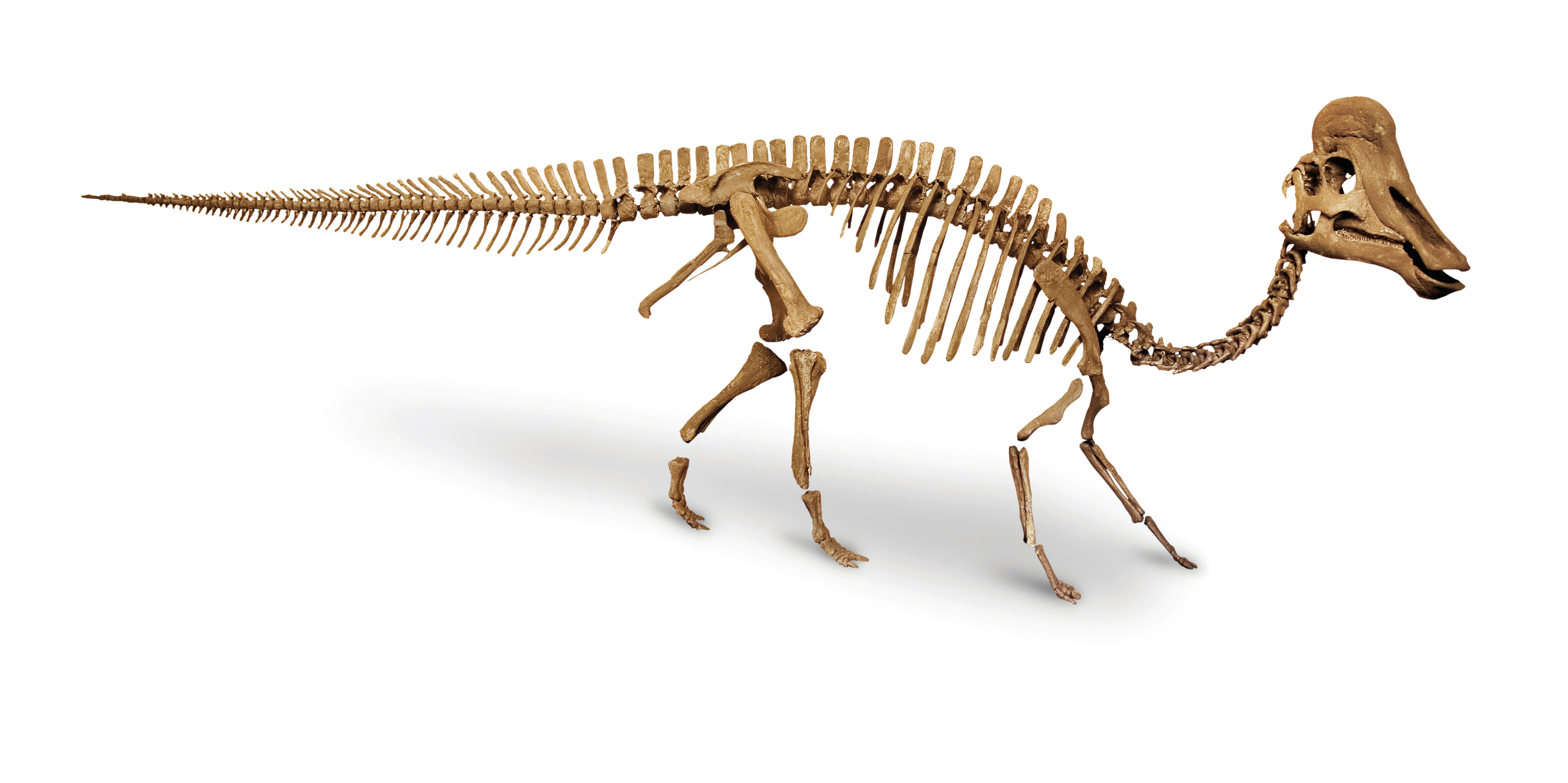 Vinden we dinosaurussen in Nederland? | Natuurwijzer